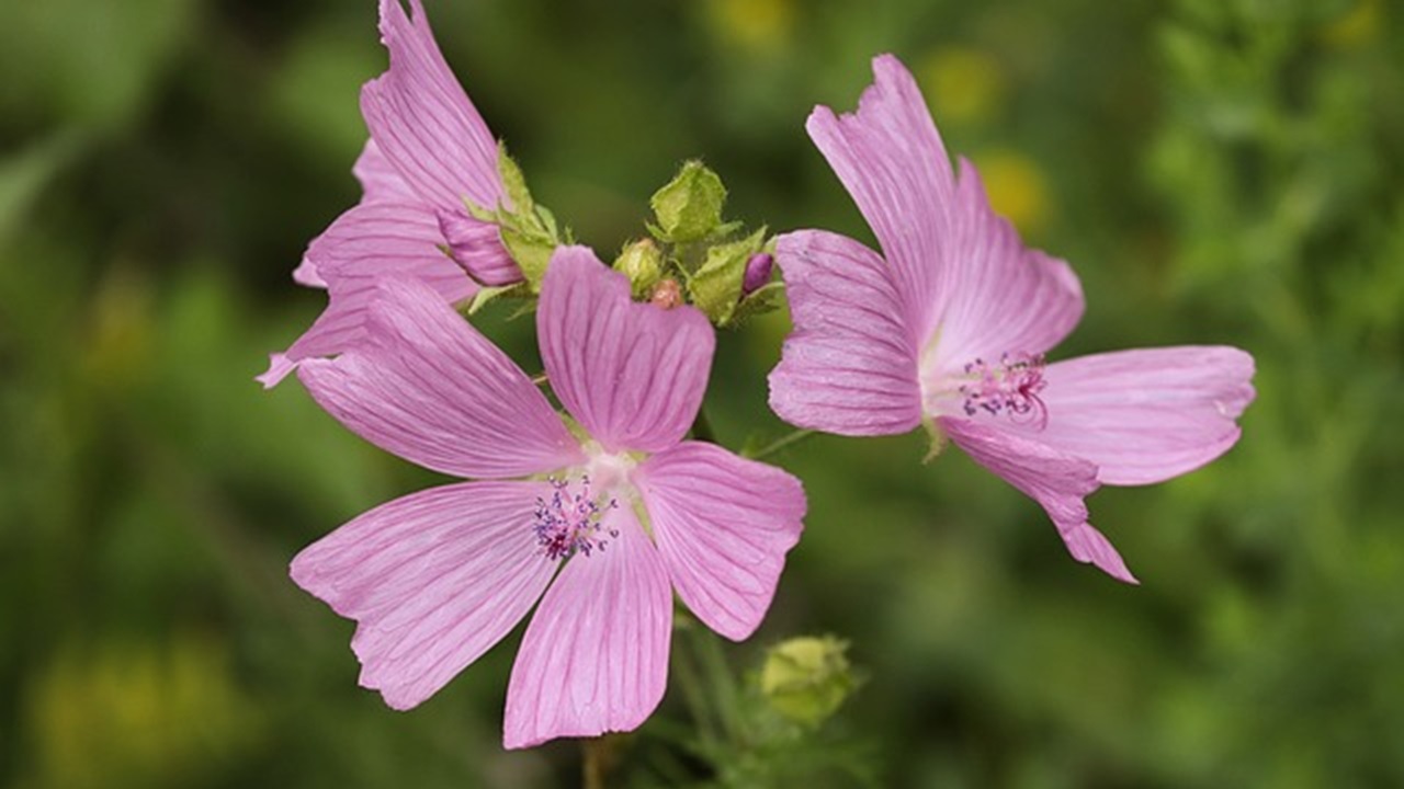 pianta erbacea