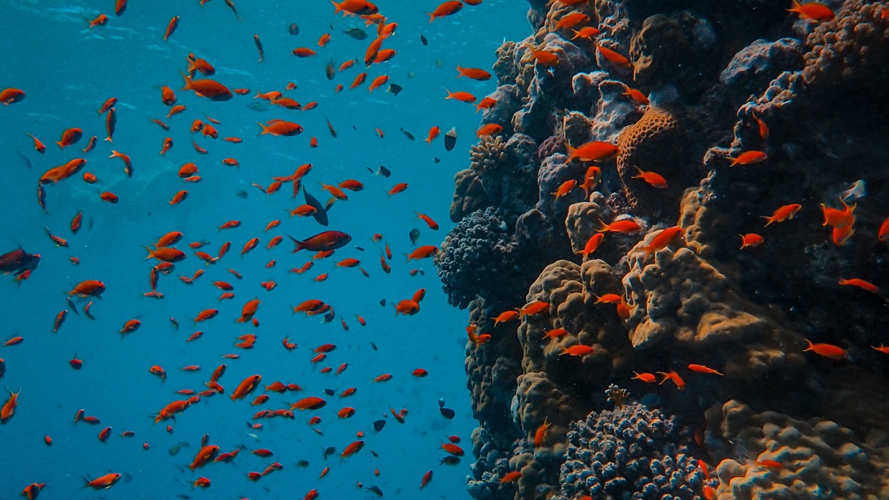 pesci barriera corallina