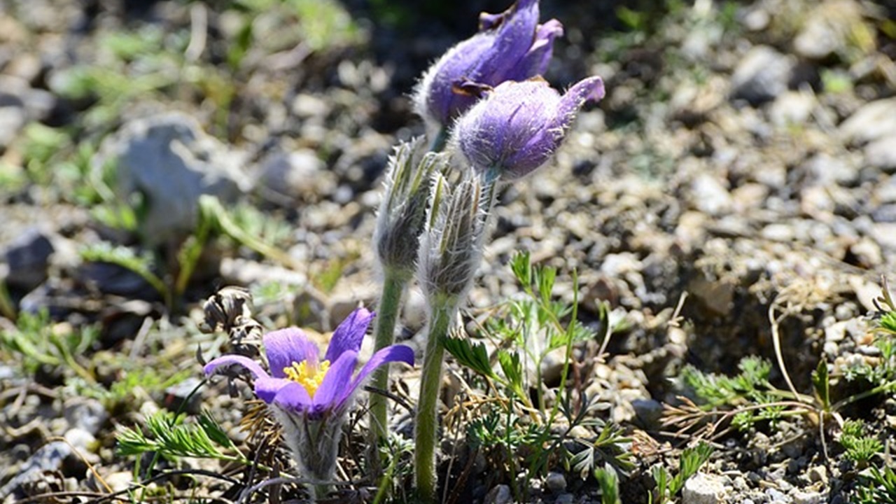 fiore viola