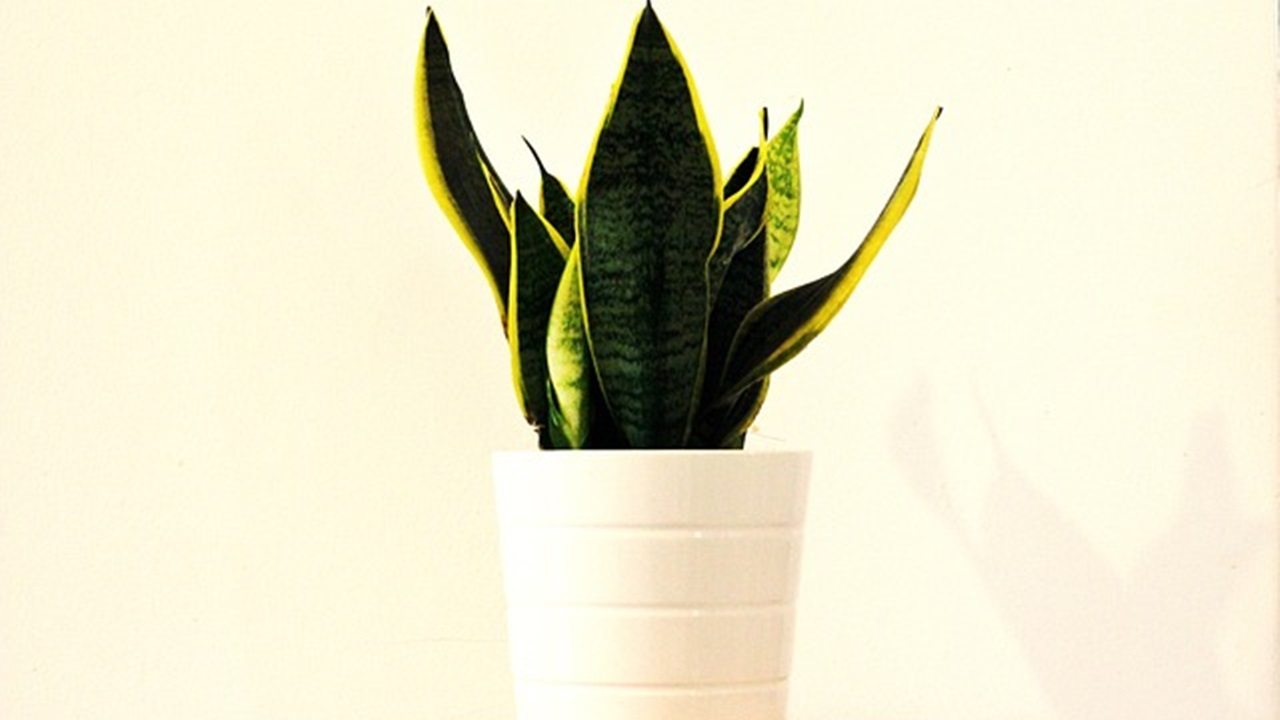 sansevieria