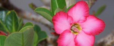 Adenium