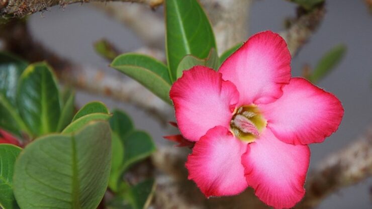 Adenium