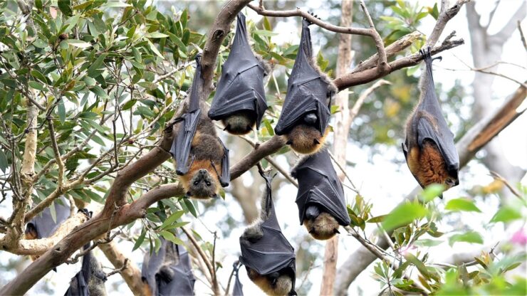 specie animali estinte, pipistrelli