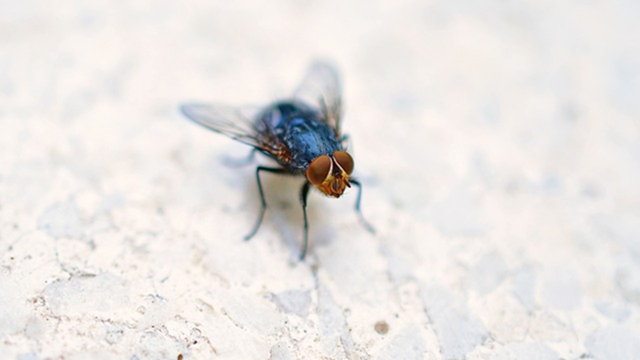 mosca