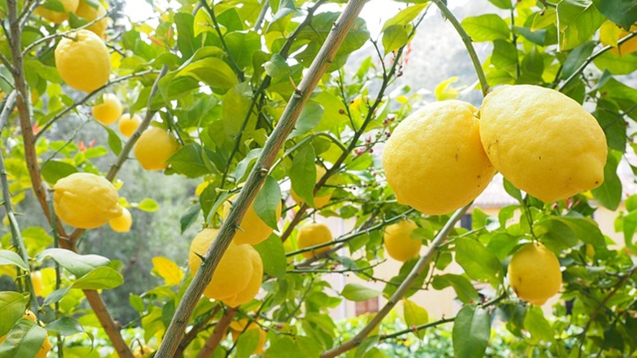 pianta di limoni
