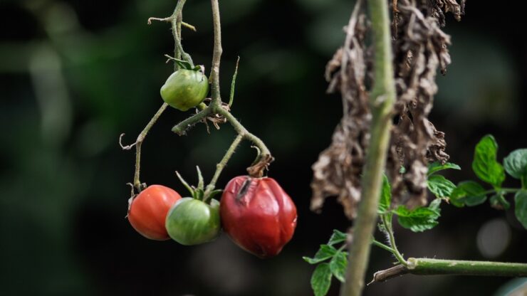 pomodoro ammuffito