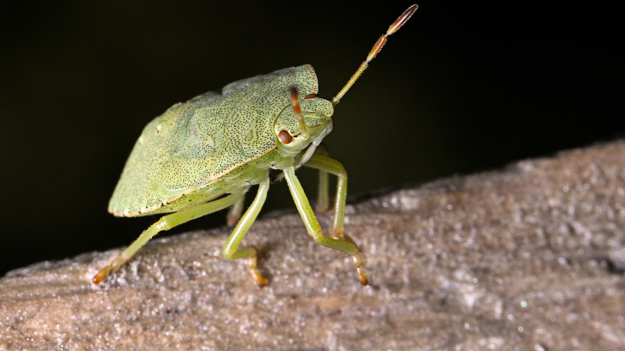 rimedi naturali cimici