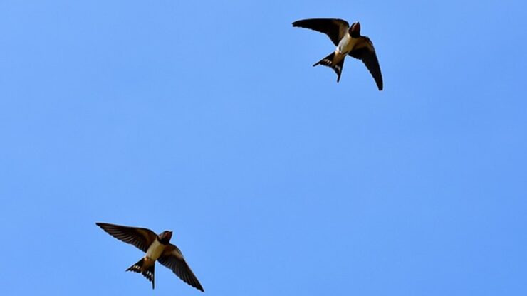 uccelli