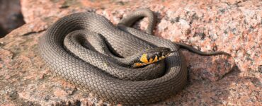 serpenti cambiamenti climatici