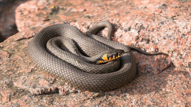 serpenti cambiamenti climatici