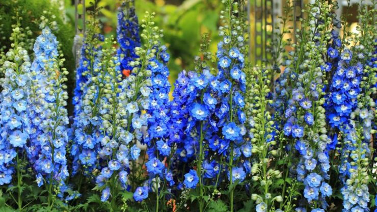 fiori giugno