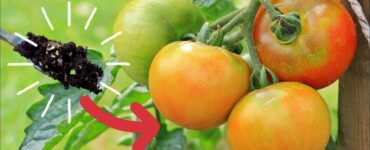 macerato pomodoro
