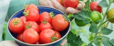 raccolto pomodori