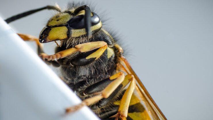 vespa velutina