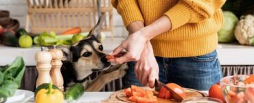 alimenti cani