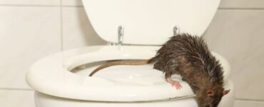 animali wc