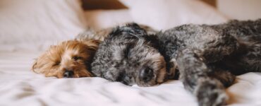 aria condizionata cani