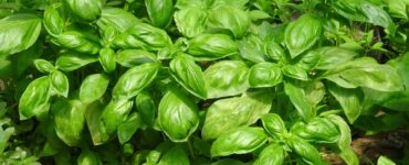 basilico foglie
