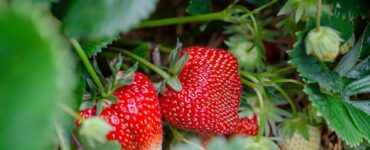 frutti