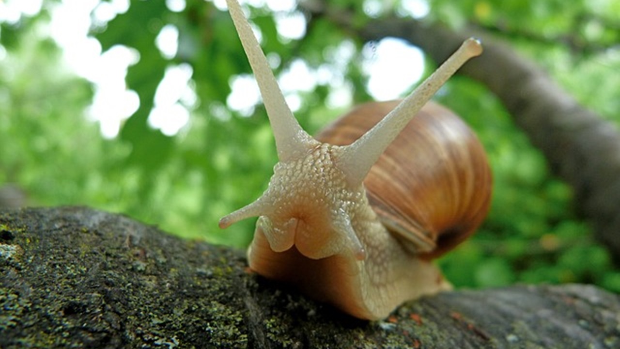 mollusco