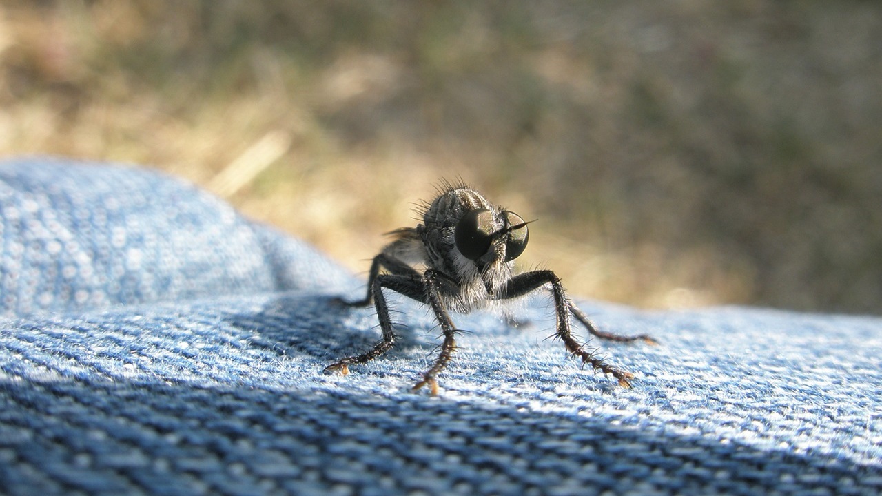 mosche moscerini