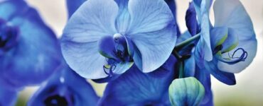 orchidee