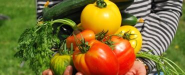 pomodori e zucchine