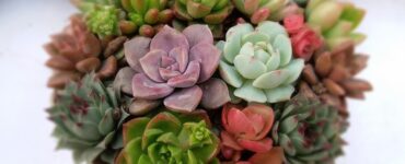 succulente