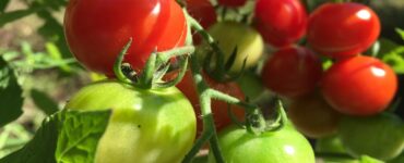 pizzicare pomodori