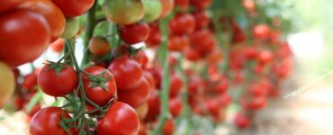 pomodori pacciamatura