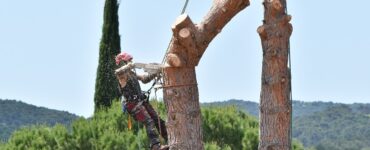 potare alberi