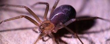 aracnide
