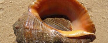 mollusco