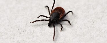 aracnidi