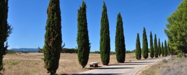 alberi