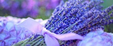 rami di lavanda