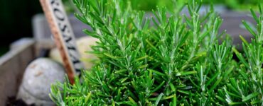 erba aromatica