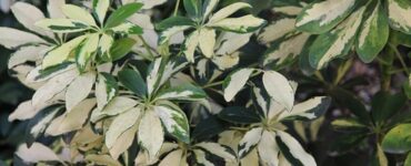 pianta tropicale