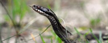 serpente
