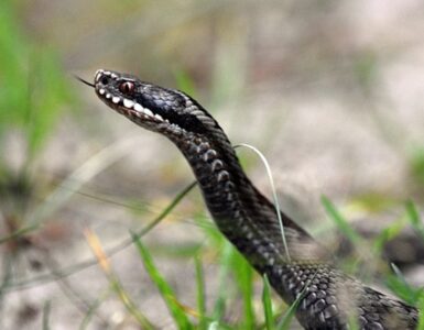 serpente
