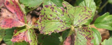 virus piante