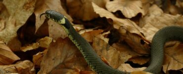 serpente