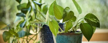 pothos