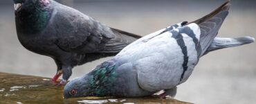 uccelli