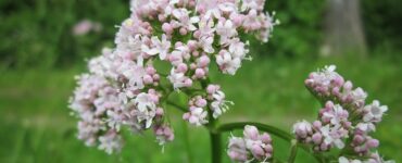 valeriana