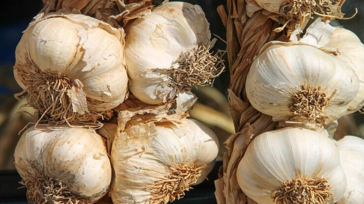 spicchio aglio