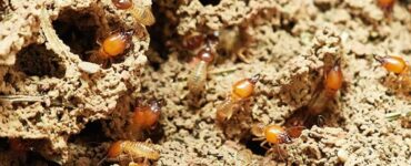 Neocapritermes taracua