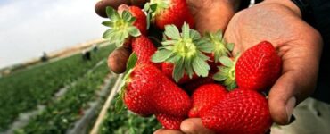 frutta psticidi