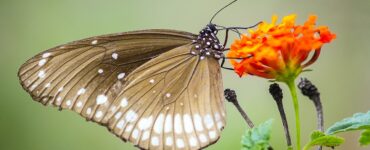lantana farfalla
