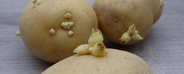 patate germogiate